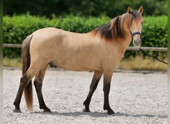 Weitere Ponys/Kleinpferde, Wallach, 6 Jahre, 145 cm, Falbe