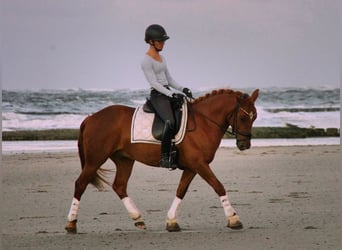 Weitere Ponys/Kleinpferde, Wallach, 6 Jahre, 145 cm, Fuchs