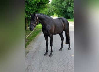 Weitere Ponys/Kleinpferde, Wallach, 6 Jahre, 145 cm, Rappe