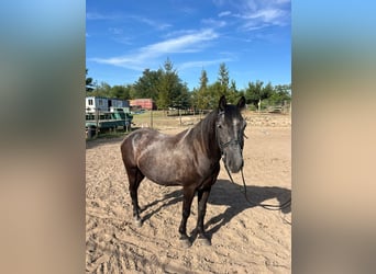 Weitere Ponys/Kleinpferde, Wallach, 6 Jahre, 145 cm, Schimmel