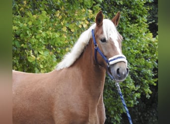 Weitere Ponys/Kleinpferde, Wallach, 6 Jahre, 146 cm, Fuchs