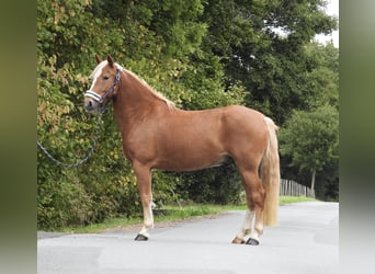 Weitere Ponys/Kleinpferde, Wallach, 6 Jahre, 146 cm, Fuchs