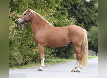 Weitere Ponys/Kleinpferde, Wallach, 6 Jahre, 146 cm, Fuchs