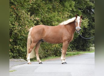 Weitere Ponys/Kleinpferde, Wallach, 6 Jahre, 146 cm, Fuchs
