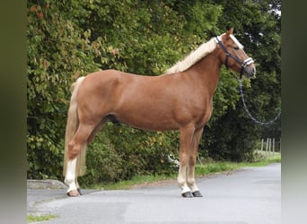 Weitere Ponys/Kleinpferde, Wallach, 6 Jahre, 146 cm, Fuchs