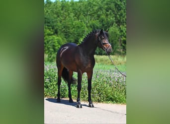 Weitere Ponys/Kleinpferde, Wallach, 6 Jahre, 147 cm, Brauner