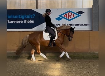 Weitere Ponys/Kleinpferde, Wallach, 6 Jahre, 147 cm, Fuchs