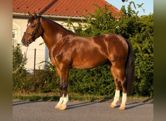 Weitere Ponys/Kleinpferde, Wallach, 6 Jahre, 148 cm, Brauner