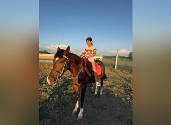 Weitere Ponys/Kleinpferde, Wallach, 6 Jahre, 148 cm, Brauner