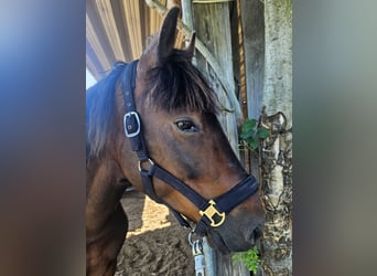 Weitere Ponys/Kleinpferde, Wallach, 6 Jahre, 148 cm, Dunkelbrauner