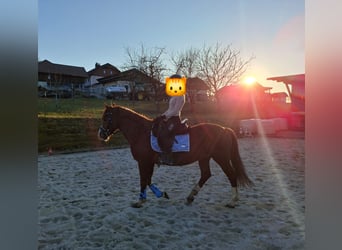 Weitere Ponys/Kleinpferde, Wallach, 6 Jahre, 148 cm, Fuchs