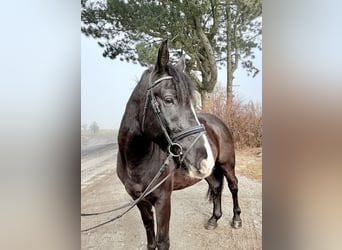 Weitere Ponys/Kleinpferde, Wallach, 6 Jahre, 148 cm, Rappe