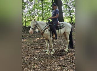 Weitere Ponys/Kleinpferde, Wallach, 6 Jahre, 148 cm, Schecke