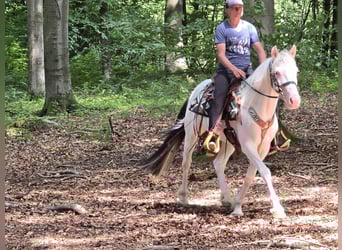 Weitere Ponys/Kleinpferde, Wallach, 6 Jahre, 148 cm, Schecke