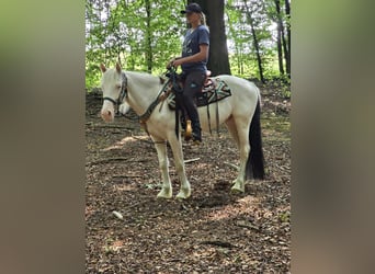 Weitere Ponys/Kleinpferde, Wallach, 6 Jahre, 148 cm, Schecke