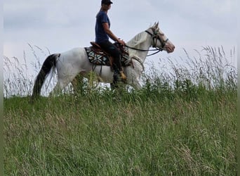 Weitere Ponys/Kleinpferde, Wallach, 6 Jahre, 148 cm, Schecke