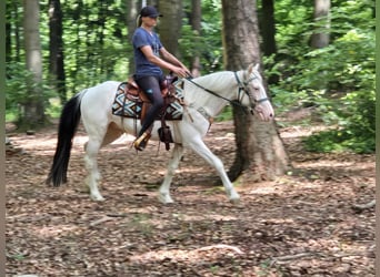 Weitere Ponys/Kleinpferde, Wallach, 6 Jahre, 148 cm, Schecke