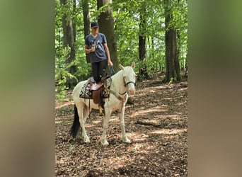 Weitere Ponys/Kleinpferde, Wallach, 6 Jahre, 148 cm, Schecke