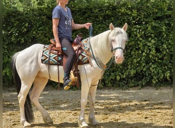 Weitere Ponys/Kleinpferde, Wallach, 6 Jahre, 148 cm, Schecke