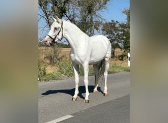 Weitere Ponys/Kleinpferde, Wallach, 6 Jahre, 148 cm, Schimmel