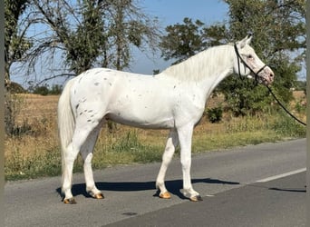Weitere Ponys/Kleinpferde, Wallach, 6 Jahre, 148 cm, Schimmel