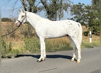 Weitere Ponys/Kleinpferde, Wallach, 6 Jahre, 148 cm, Schimmel
