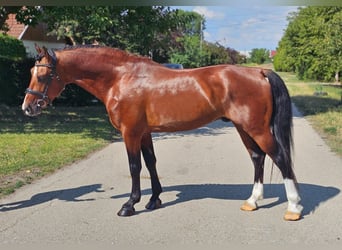 Weitere Ponys/Kleinpferde, Wallach, 6 Jahre, 149 cm, Brauner
