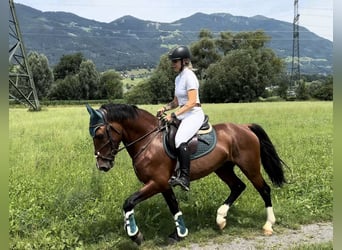 Weitere Ponys/Kleinpferde, Wallach, 6 Jahre, 149 cm, Brauner