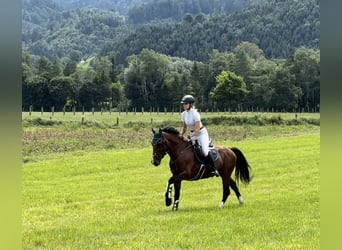 Weitere Ponys/Kleinpferde, Wallach, 6 Jahre, 149 cm, Brauner