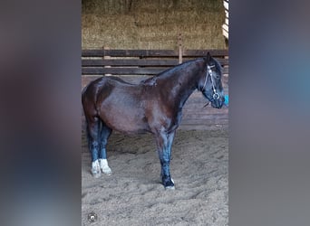 Weitere Ponys/Kleinpferde, Wallach, 6 Jahre, 150 cm, Rappe