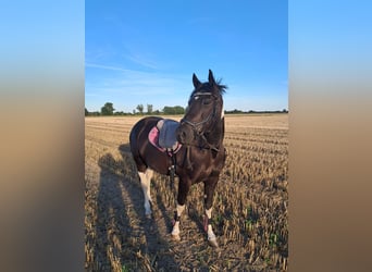 Weitere Ponys/Kleinpferde, Wallach, 6 Jahre, 150 cm, Schecke