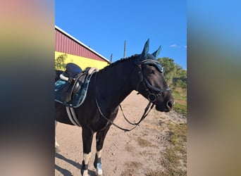 Weitere Ponys/Kleinpferde, Wallach, 6 Jahre, 150 cm, Schecke