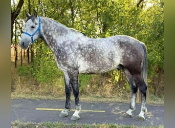 Weitere Ponys/Kleinpferde, Wallach, 6 Jahre, 150 cm, Schimmel