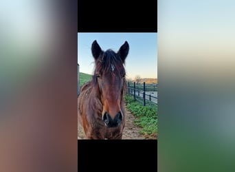 Weitere Ponys/Kleinpferde, Wallach, 6 Jahre, 152 cm, Brauner
