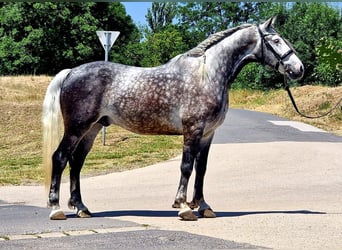 Weitere Ponys/Kleinpferde, Wallach, 6 Jahre, 152 cm, Schimmel