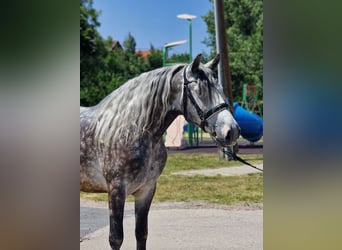 Weitere Ponys/Kleinpferde, Wallach, 6 Jahre, 152 cm, Schimmel