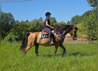 Weitere Ponys/Kleinpferde, Wallach, 6 Jahre, 154 cm, Falbe
