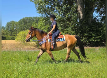 Weitere Ponys/Kleinpferde, Wallach, 6 Jahre, 154 cm, Falbe