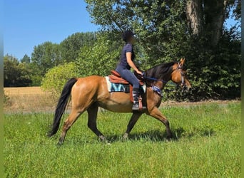 Weitere Ponys/Kleinpferde, Wallach, 6 Jahre, 154 cm, Falbe