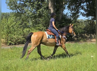 Weitere Ponys/Kleinpferde, Wallach, 6 Jahre, 154 cm, Falbe