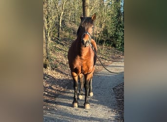 Weitere Ponys/Kleinpferde, Wallach, 6 Jahre, 155 cm, Brauner