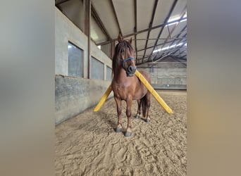 Weitere Ponys/Kleinpferde Mix, Wallach, 6 Jahre, 155 cm, Fuchs