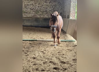 Weitere Ponys/Kleinpferde Mix, Wallach, 6 Jahre, 155 cm, Fuchs