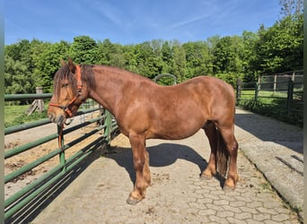 Weitere Ponys/Kleinpferde Mix, Wallach, 6 Jahre, 155 cm, Fuchs
