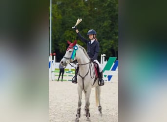 Weitere Ponys/Kleinpferde, Wallach, 6 Jahre, 160 cm, Schimmel
