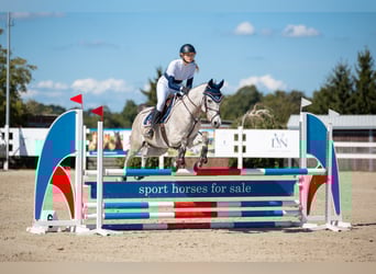 Weitere Ponys/Kleinpferde Mix, Wallach, 6 Jahre, 160 cm, Schimmel