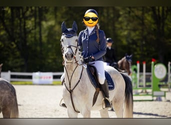 Weitere Ponys/Kleinpferde, Wallach, 6 Jahre, 160 cm, Schimmel