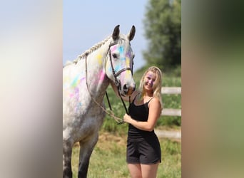 Weitere Ponys/Kleinpferde, Wallach, 6 Jahre, 165 cm, Blauschimmel