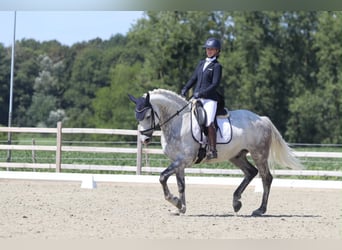 Weitere Ponys/Kleinpferde, Wallach, 6 Jahre, 165 cm, Blauschimmel