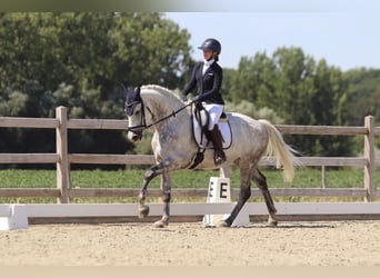 Weitere Ponys/Kleinpferde, Wallach, 6 Jahre, 165 cm, Blauschimmel